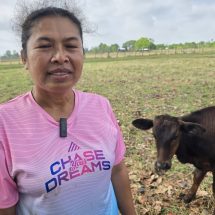 บุรีรัมย์ ฤทธิพายุฤดูร้อน ฟ้าลงเปรี้ยงเดียว สามแม่พันธุ์วัวตายเรียบเสียหาย1.5 แสน