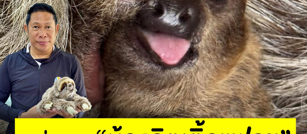 ได้ชื่อแล้ว “น้องลิตเติ้ลแฟลช” ลูกสล็อตสองนิ้ว สวนสัตว์เปิดเขาเขียว หลังคนแห่โหวตกว่า 6 หมื่นเสียง