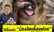 ได้ชื่อแล้ว “น้องลิตเติ้ลแฟลช” ลูกสล็อตสองนิ้ว สวนสัตว์เปิดเขาเขียว หลังคนแห่โหวตกว่า 6 หมื่นเสียง